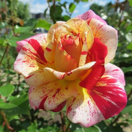 Rosa  Aina® - žlutá - bordova - Stromkové růže, květy kvetou ve skupinkách - stromková růže s keřovitým tvarem koruny